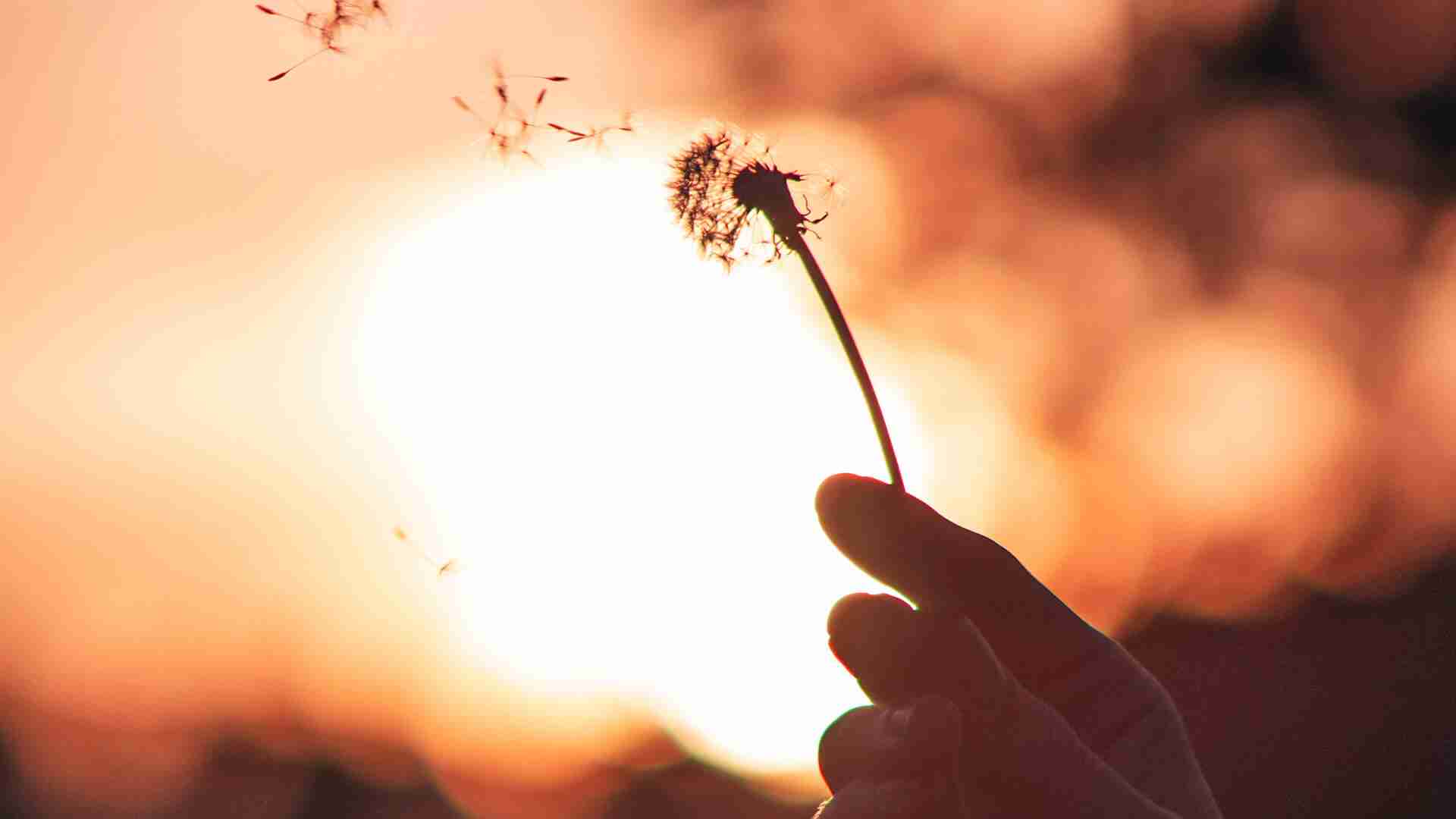 donazione-in-memoria-di-linfa-ricerca-neurofibromatosi Donazione in memoria di Linfa ricerca neurofibromatosi